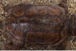 Photo Textures of Tortoise Shell